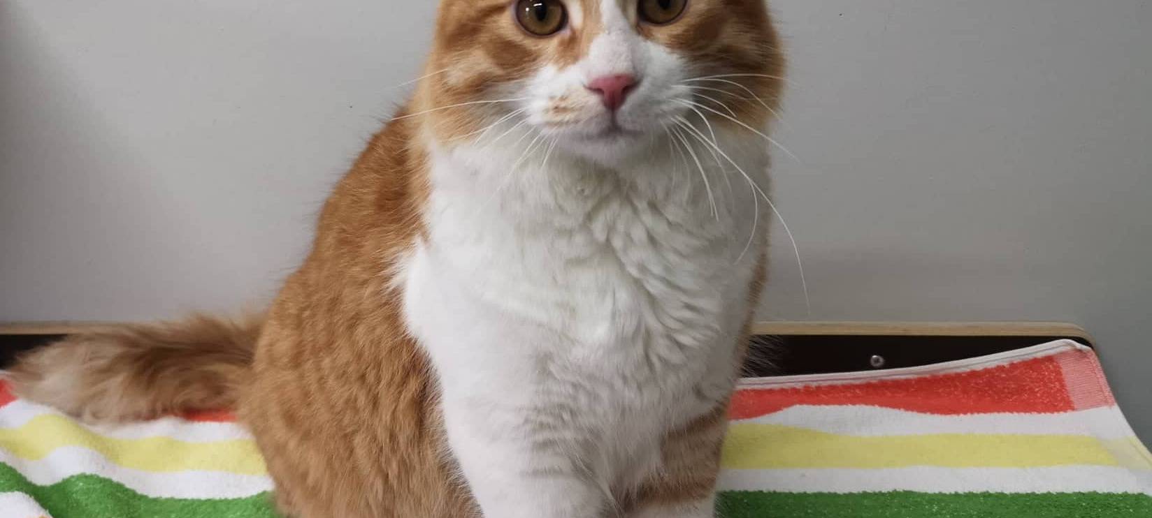 Der kleine Charmeur sucht ein neues Heim