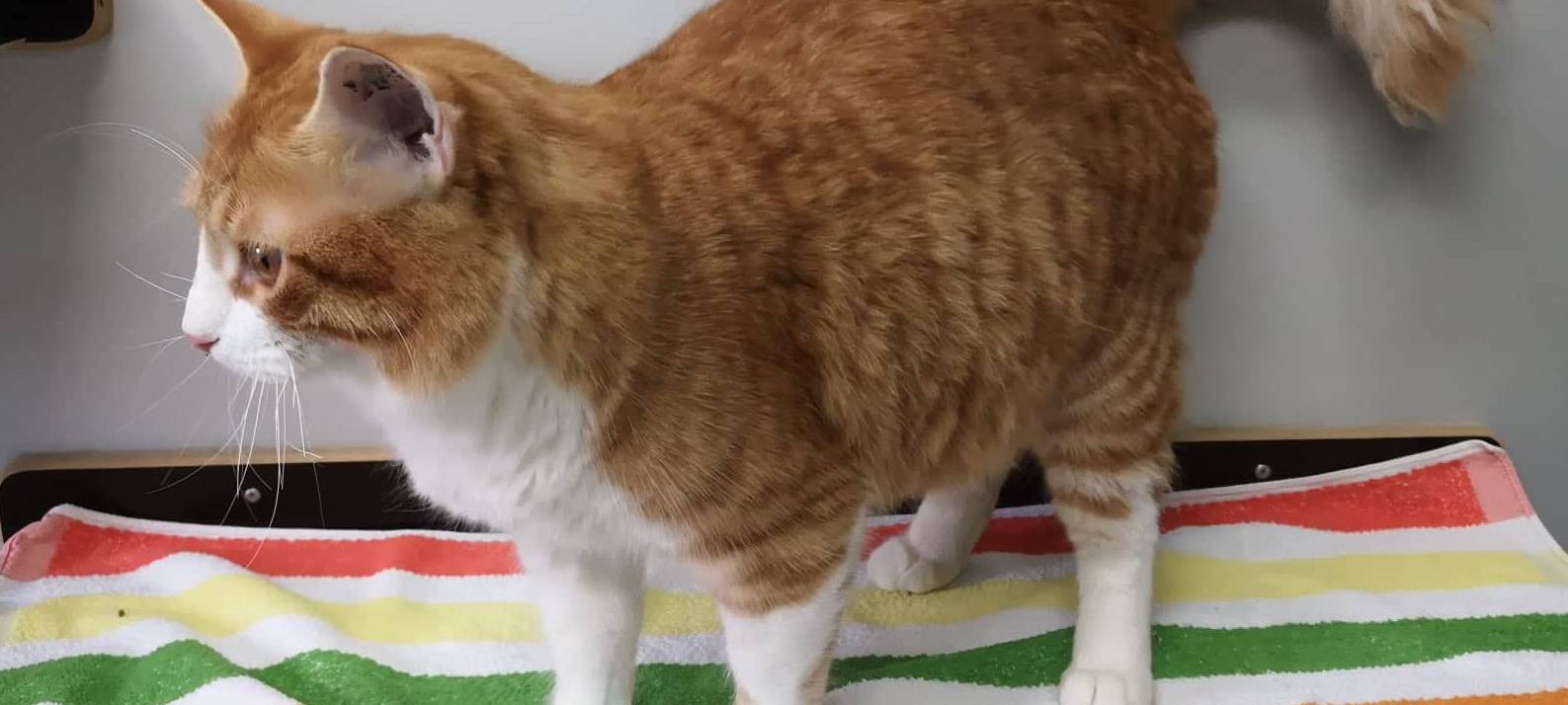 Der kleine Charmeur sucht ein neues Heim