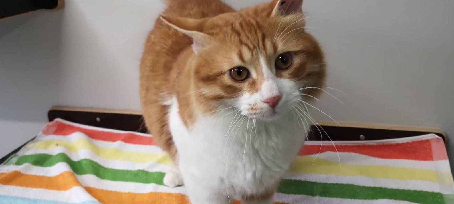 Der kleine Charmeur sucht ein neues Heim