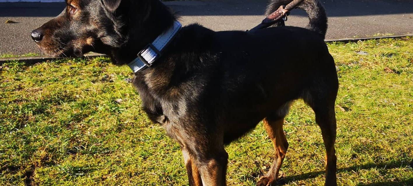 Wer möchte Doby ein kuscheliges Zuhause schenken?