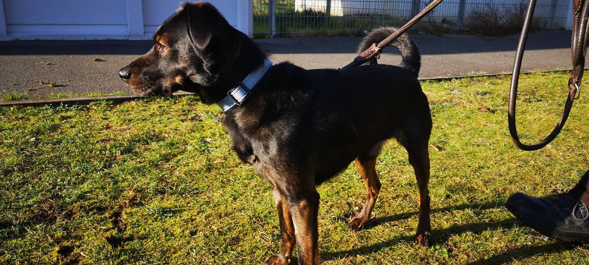 Wer möchte Doby ein kuscheliges Zuhause schenken?