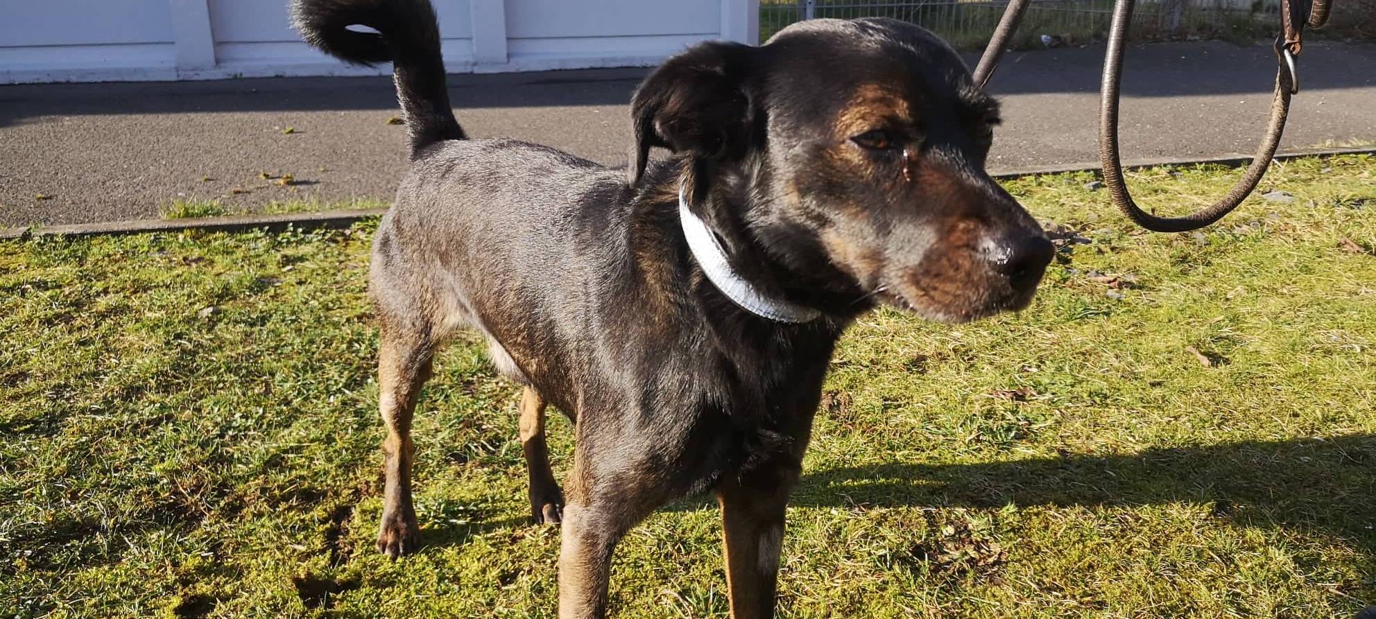 Wer möchte Doby ein kuscheliges Zuhause schenken?