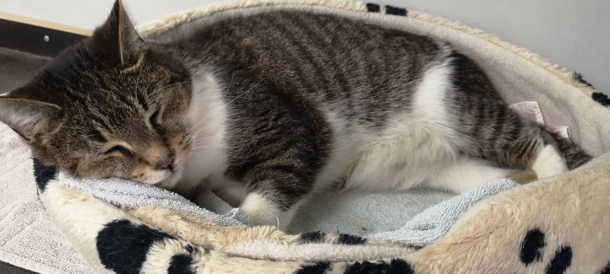 Fellnase Babe sucht ein neues Zuhause