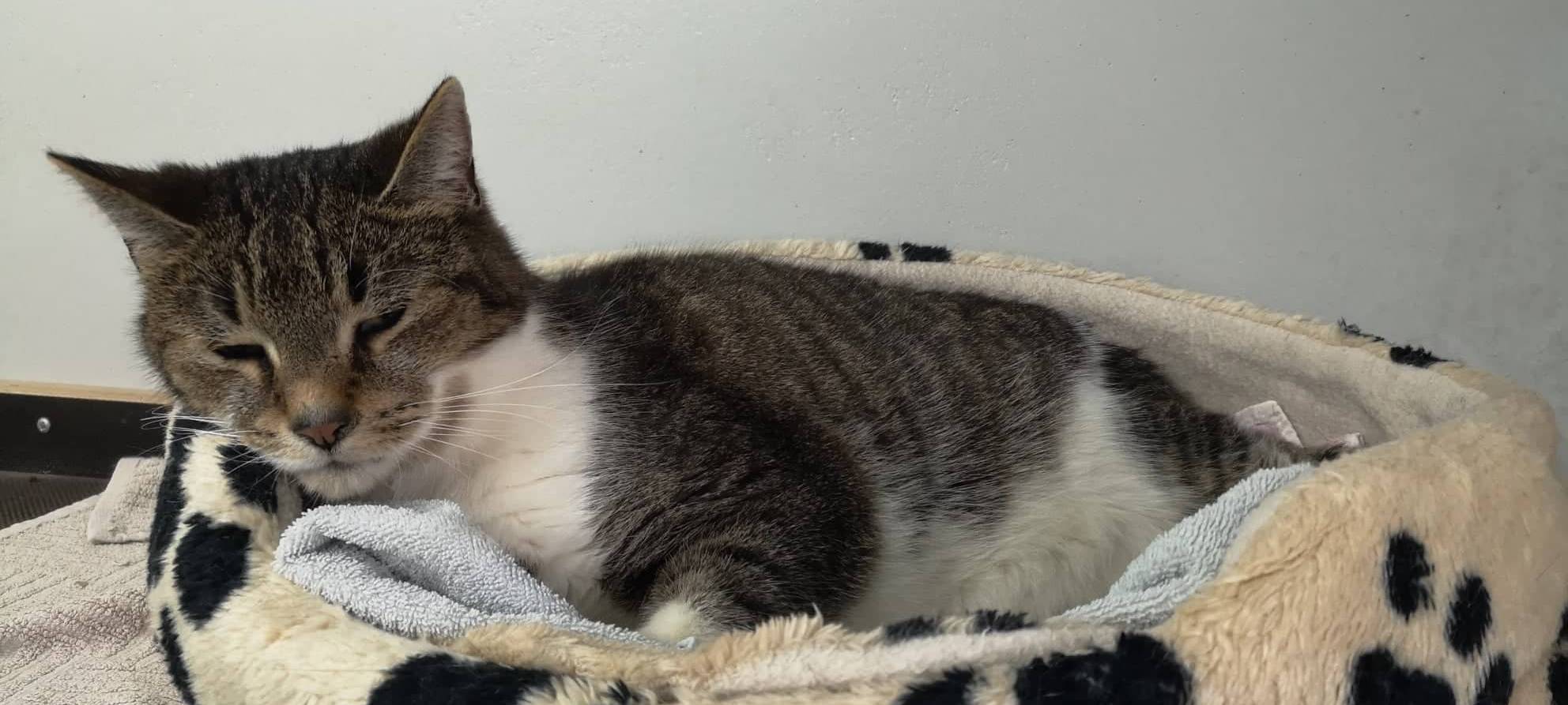 Fellnase Babe sucht ein neues Zuhause