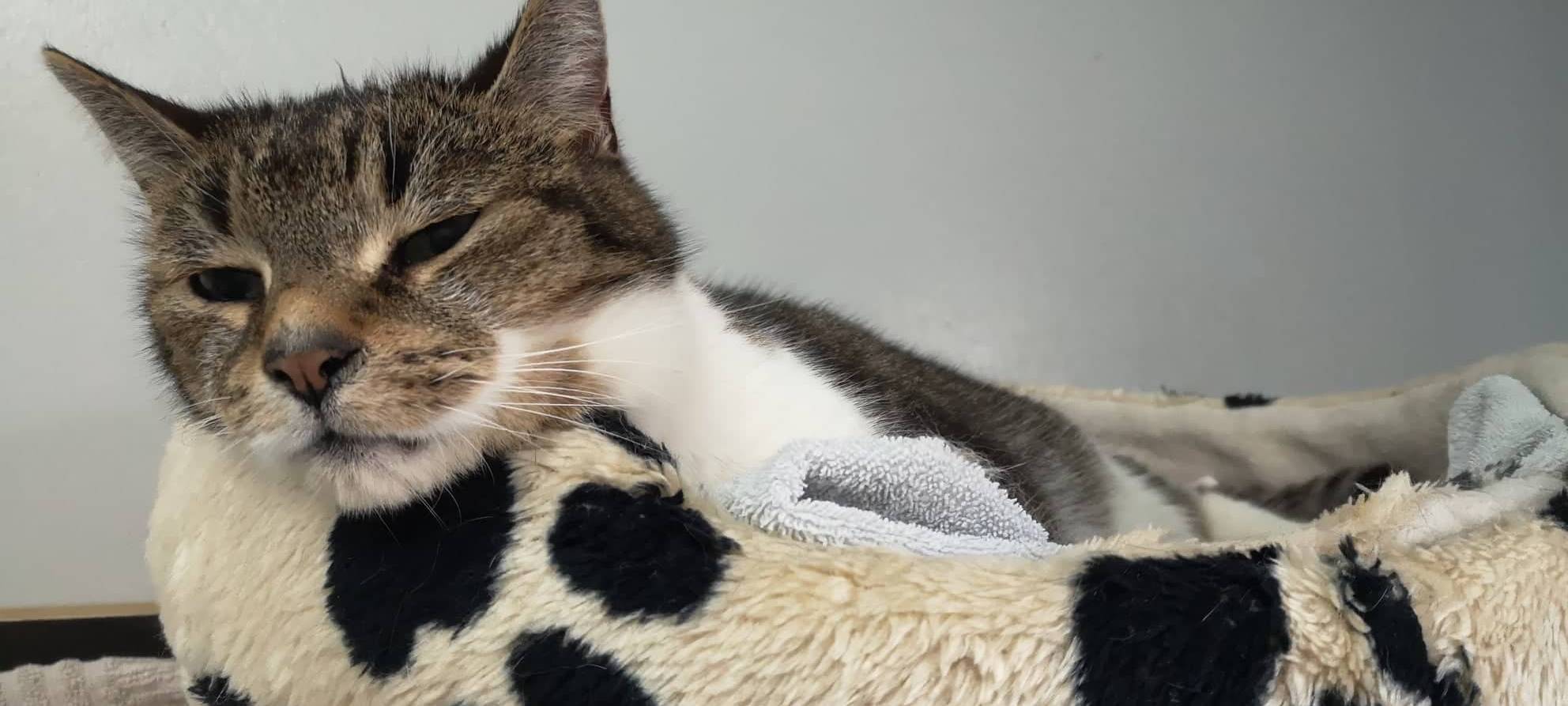 Fellnase Babe sucht ein neues Zuhause