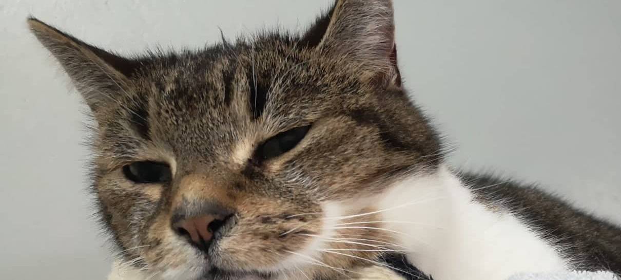 Fellnase Babe sucht ein neues Zuhause