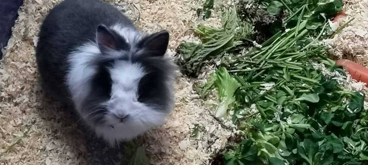 Kaninchen-Pärchen Hans und Otto