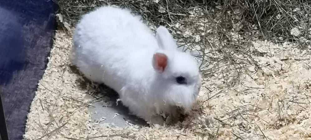 Kaninchen-Pärchen Hans und Otto