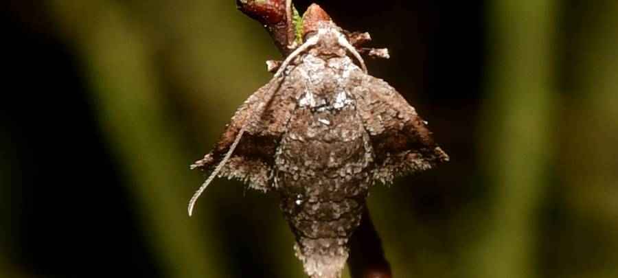 Schmetterlingsarten in Hagen: Einer zählt sie