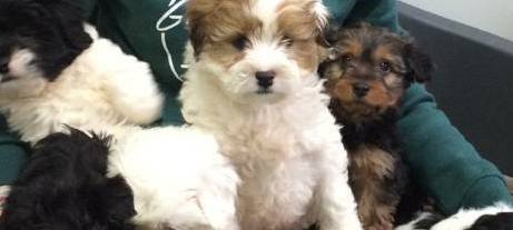 Illegale Hundewelpen