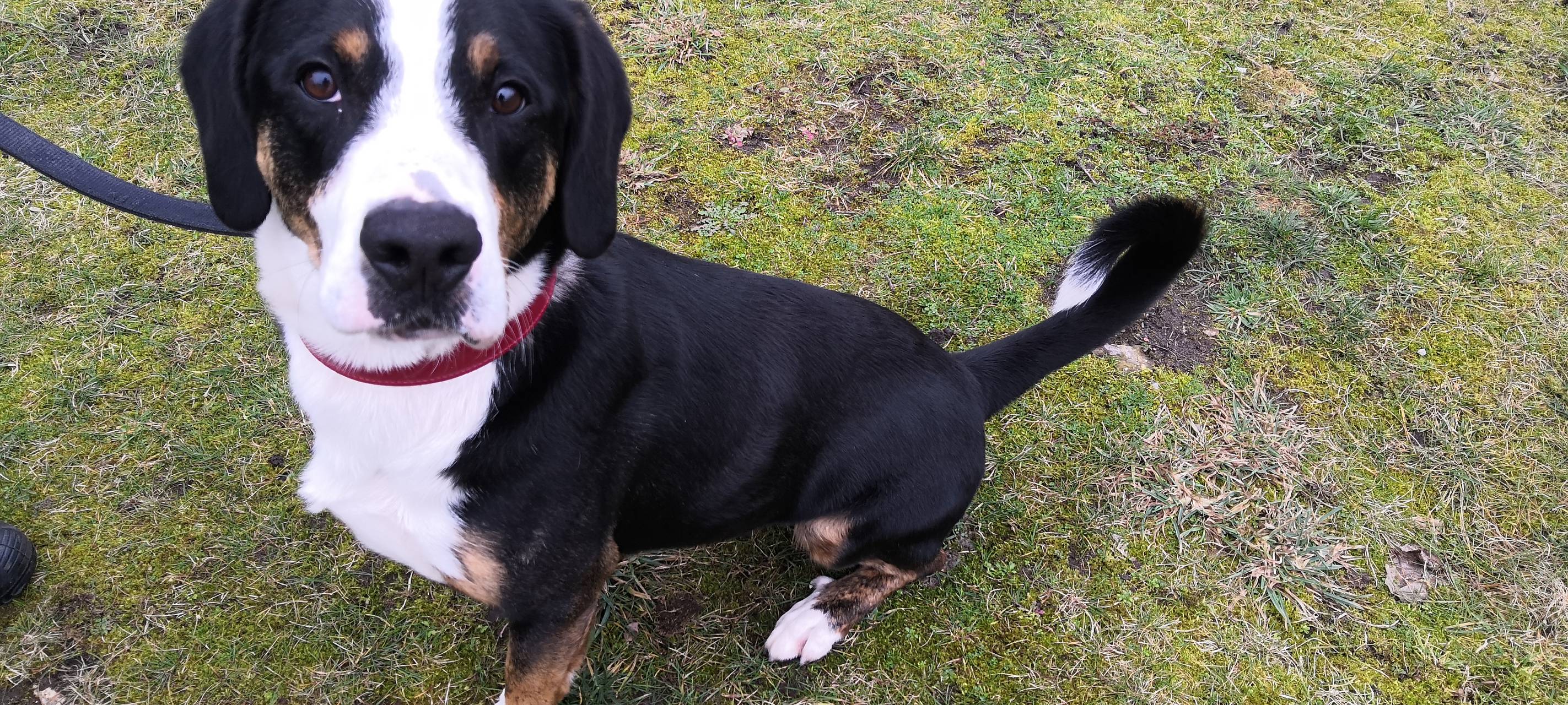 Boomer sucht ein Zuhause