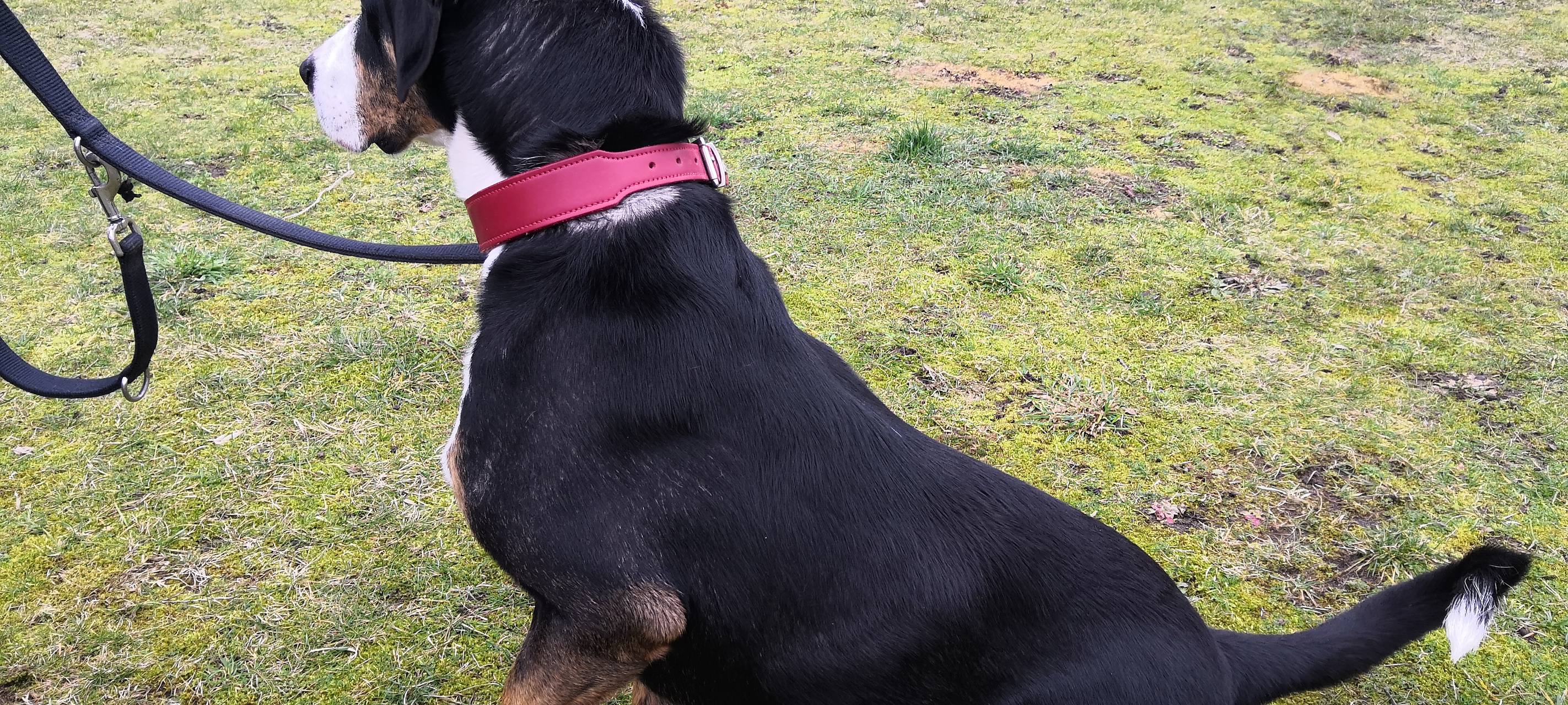 Boomer sucht ein Zuhause