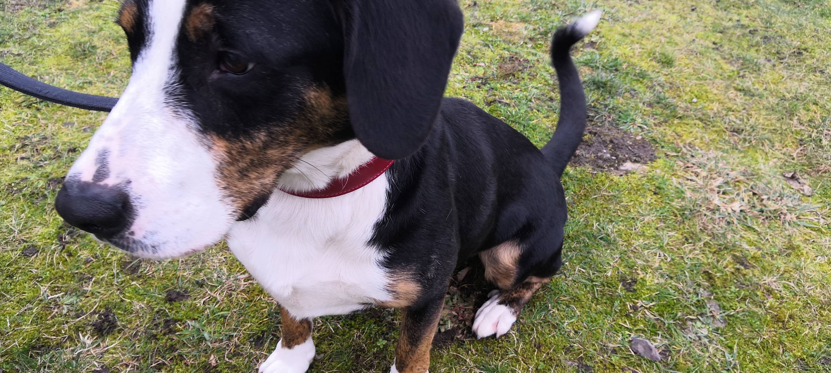 Boomer sucht ein Zuhause