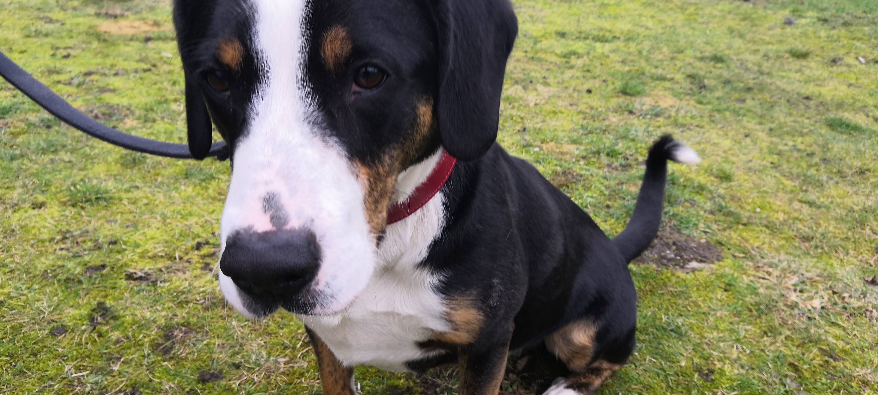 Boomer sucht ein Zuhause