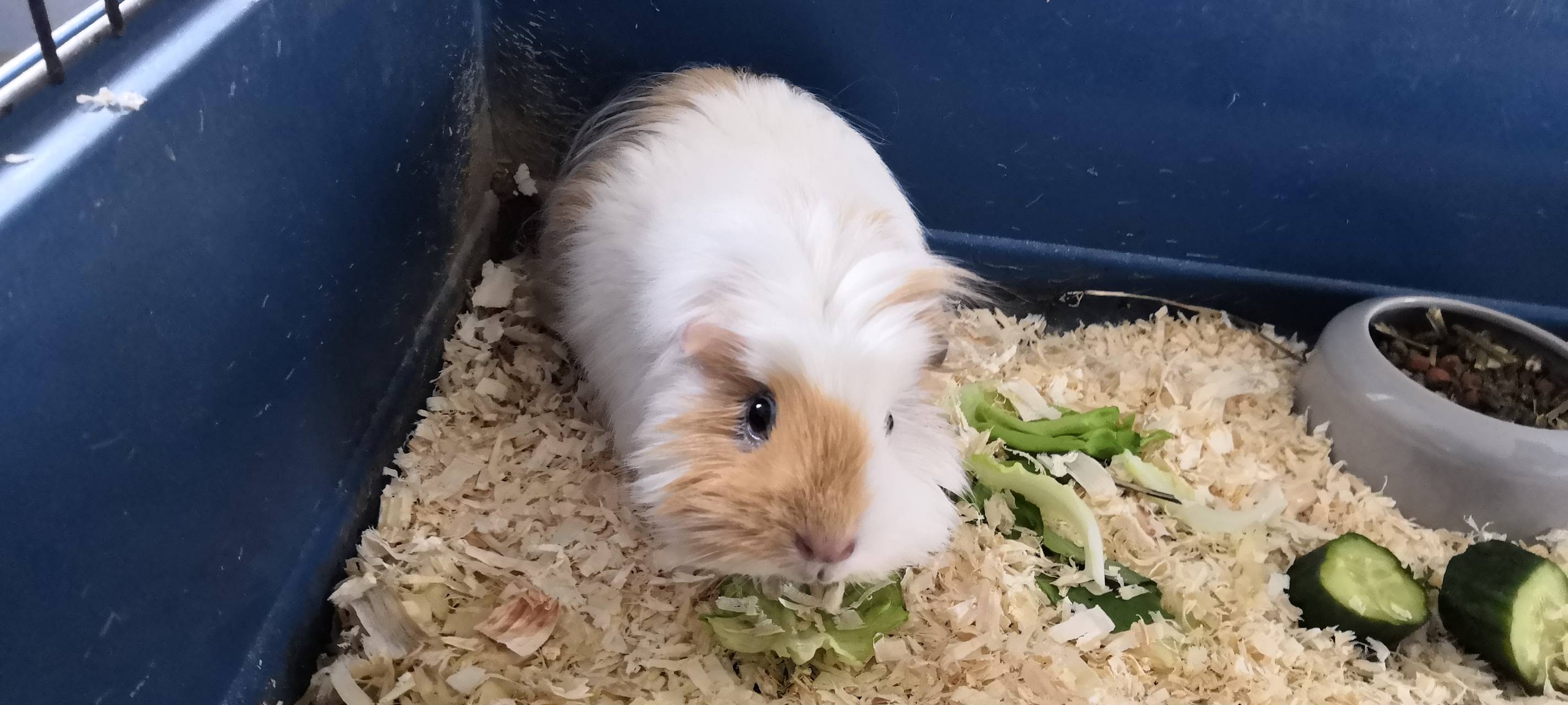 Elli, Winnie & Schnuffi suchen neues Heim