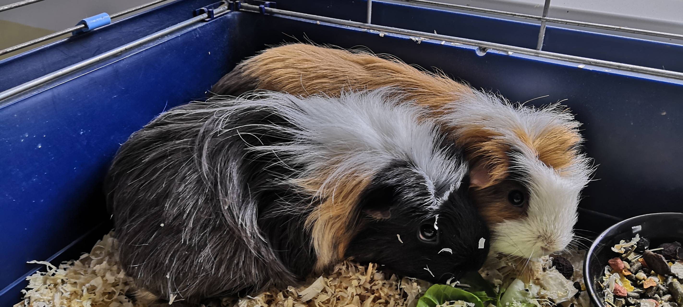 Elli, Winnie & Schnuffi suchen neues Heim