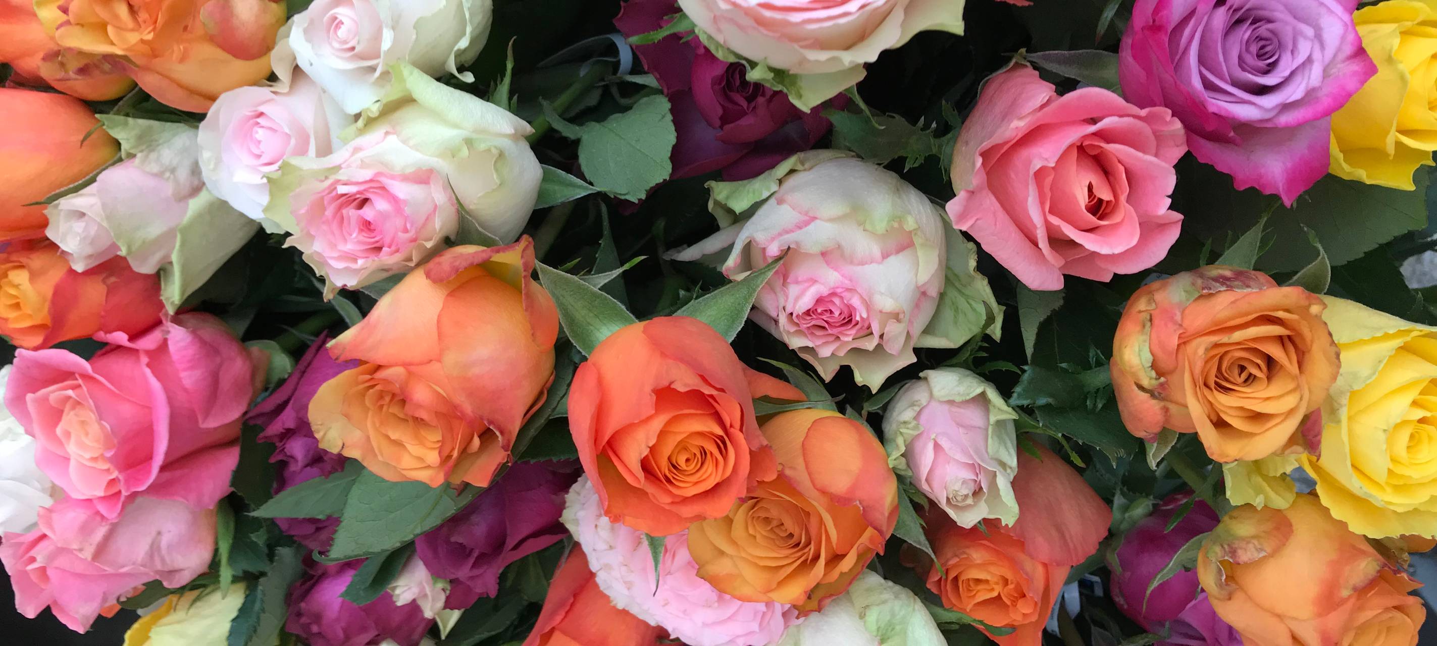 Endlich wieder Tag der Rose