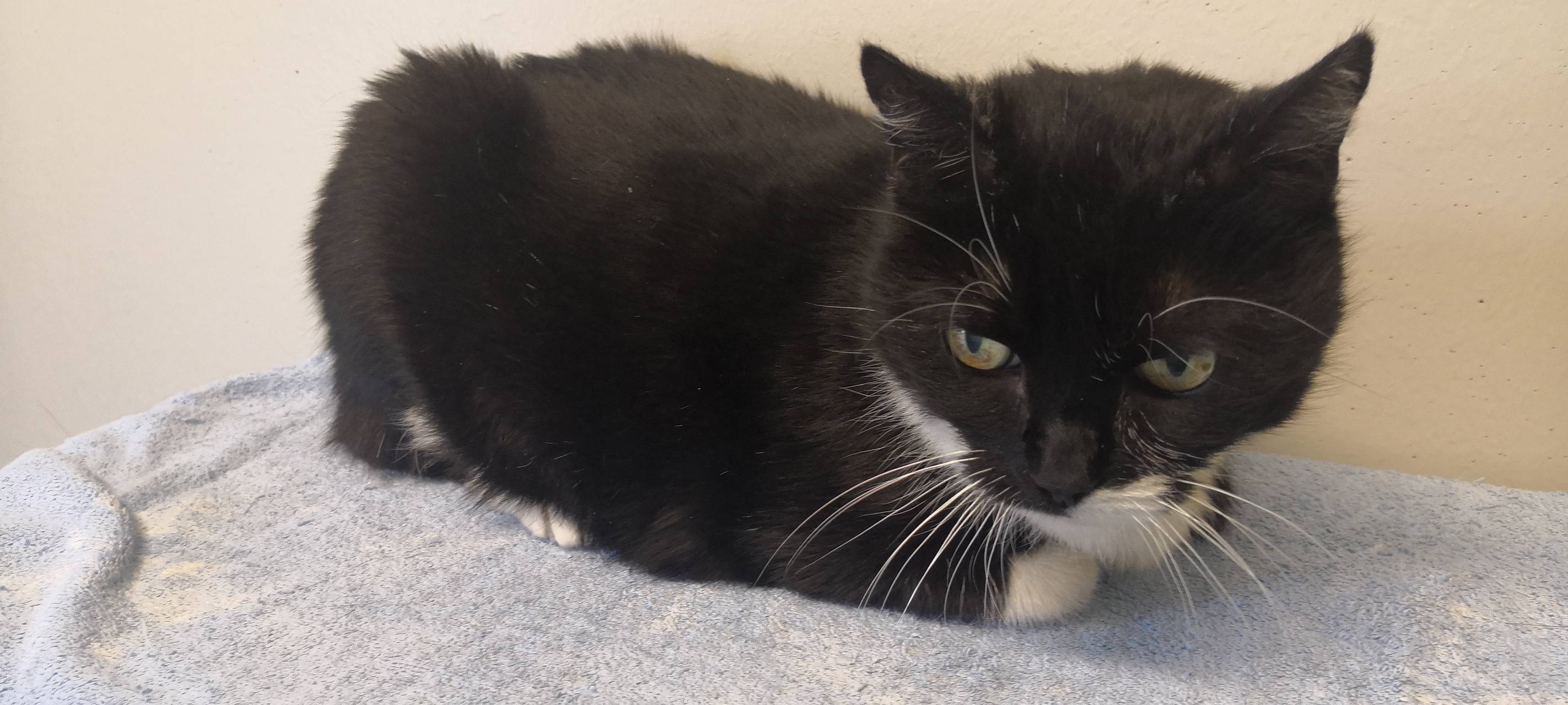 Tier der Woche: Katze Frida