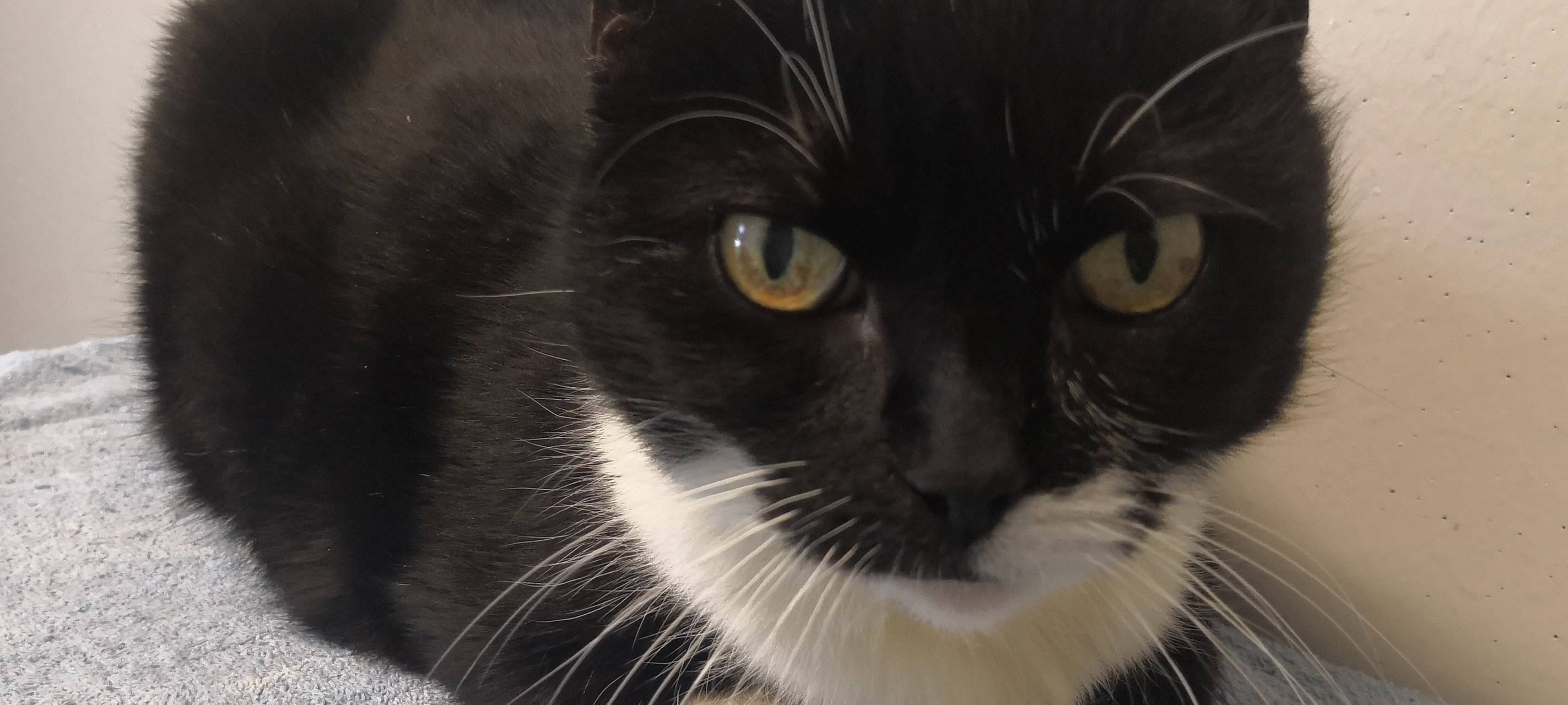 Tier der Woche: Katze Frida