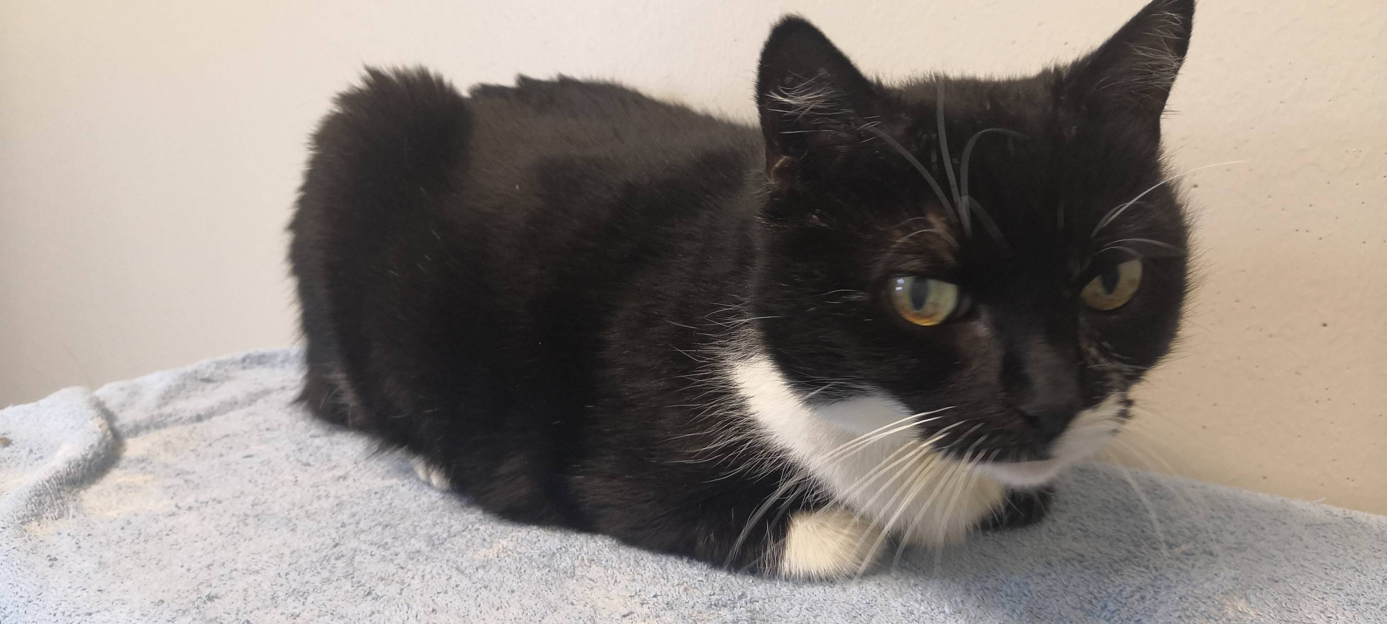 Tier der Woche: Katze Frida