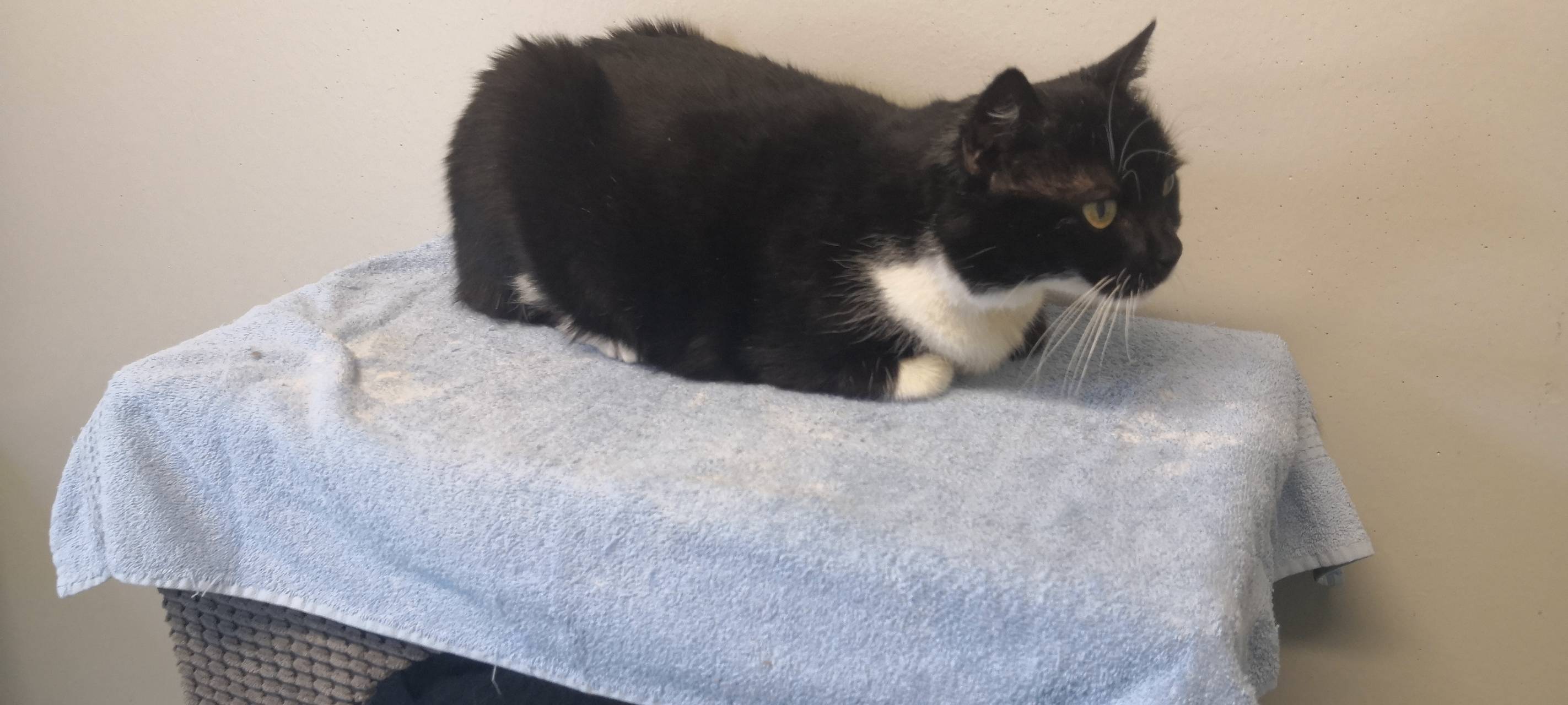 Tier der Woche: Katze Frida