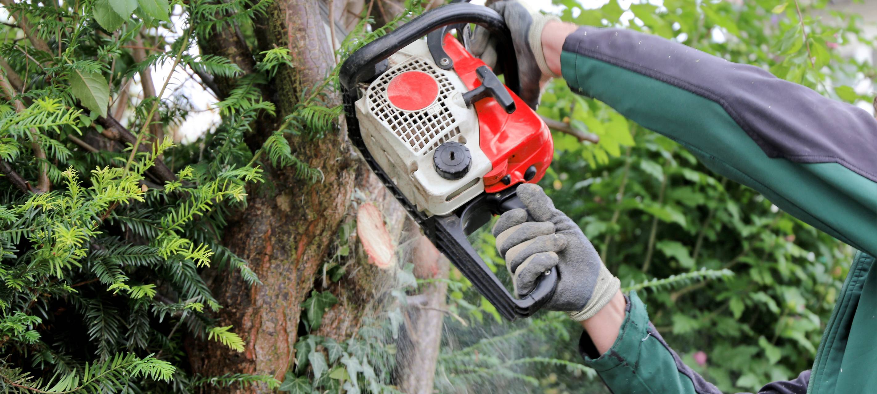 Grünschnittsanmmlung