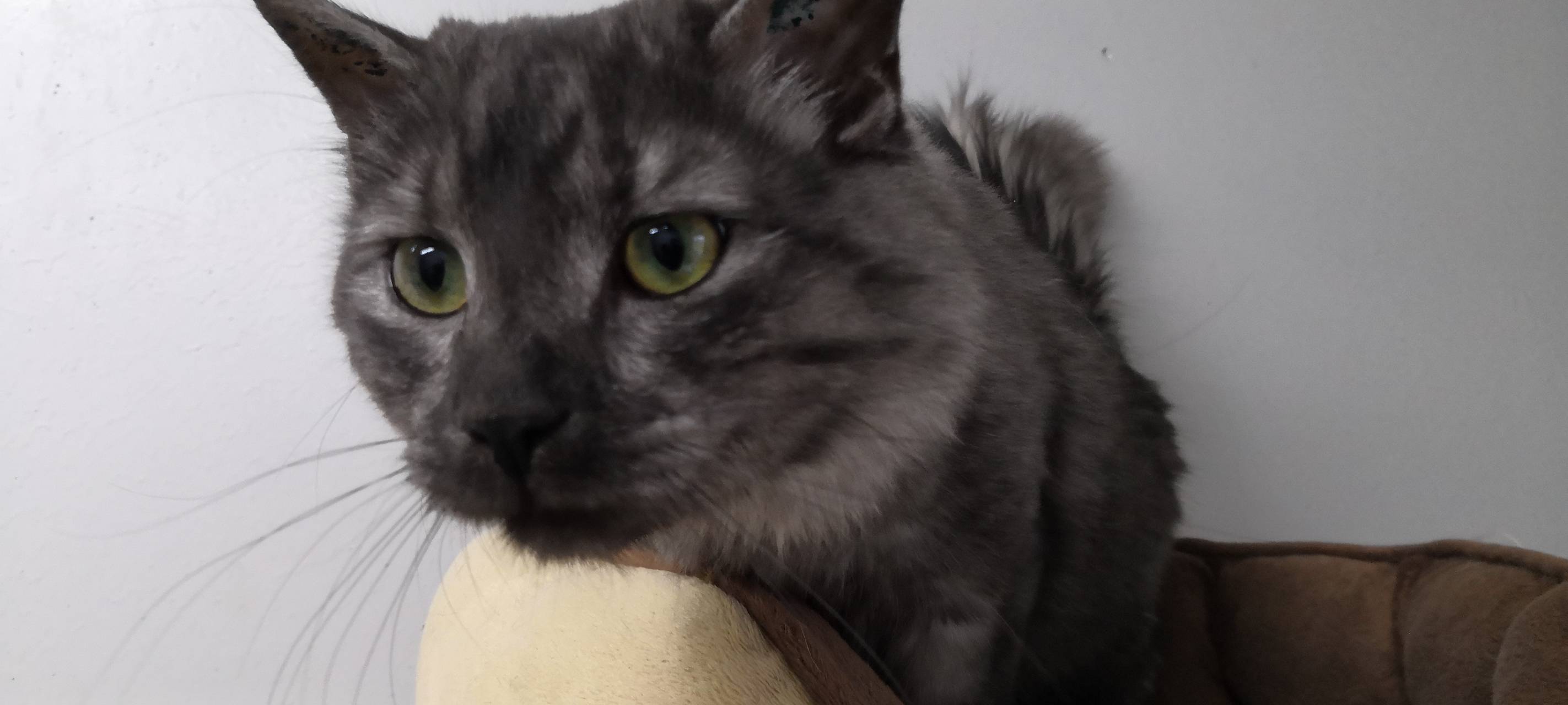 Tier der Woche: Kater Schuschana