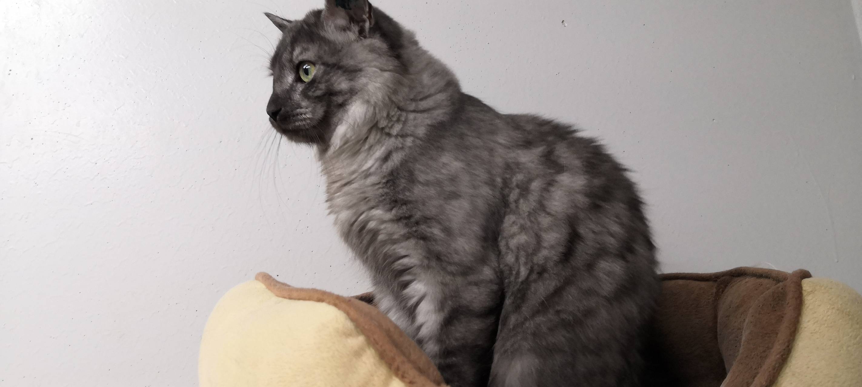 Tier der Woche: Kater Schuschana