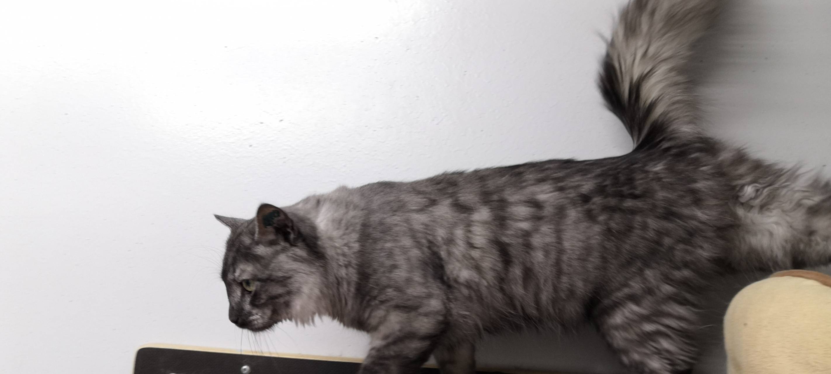 Tier der Woche: Kater Schuschana