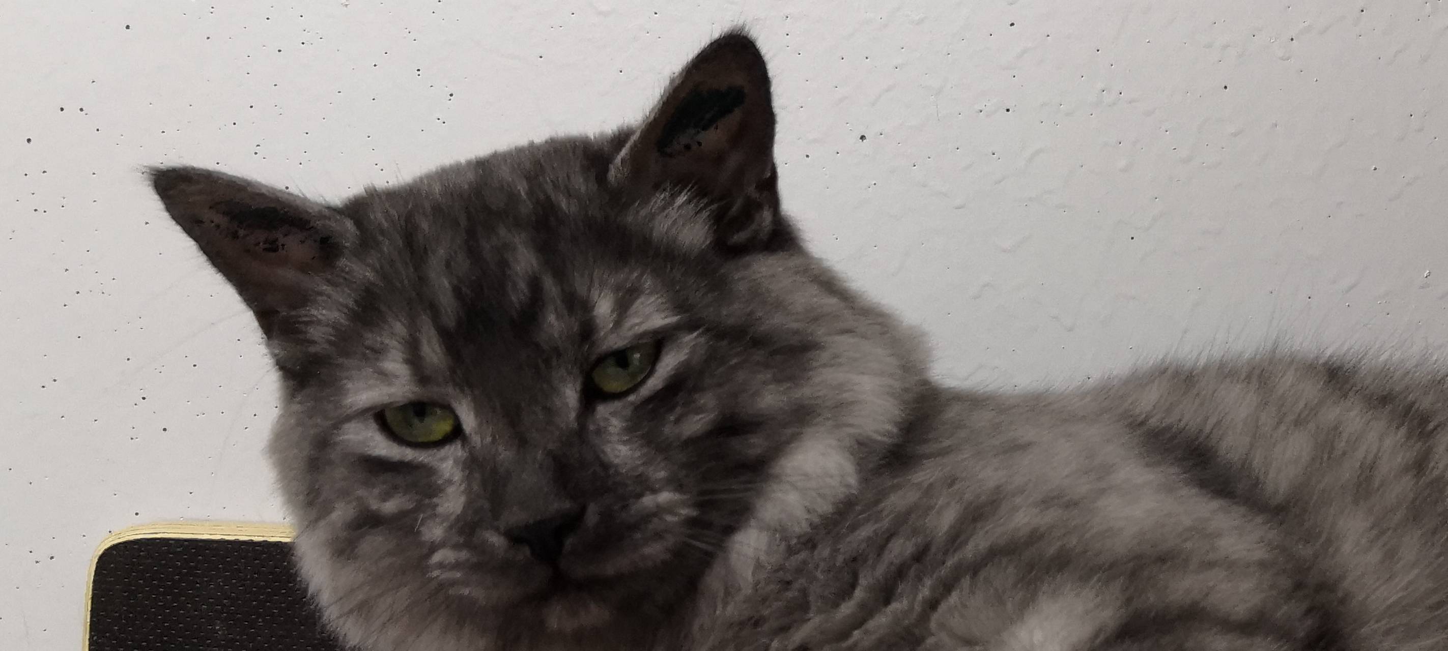 Tier der Woche: Kater Schuschana