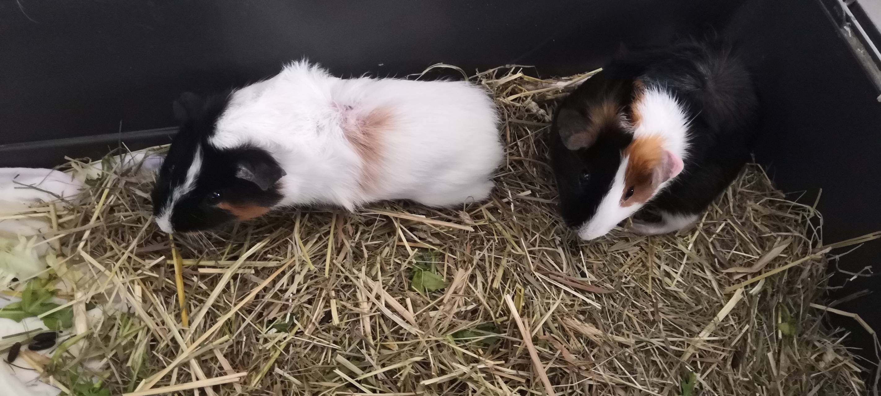 Zwei Meerschweinchen suchen ein neues Zuhause