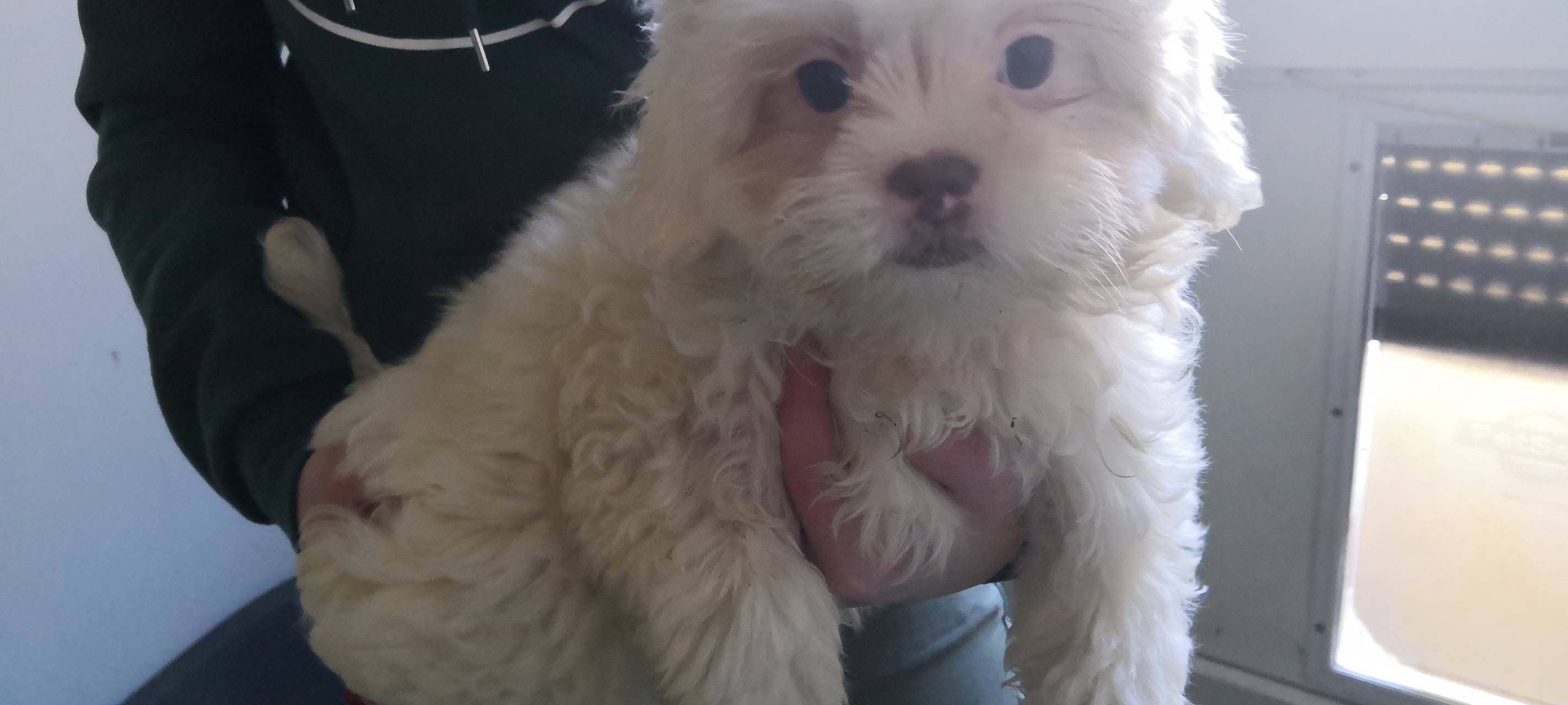 Kleiner Welpe sucht ein schönes Zuhause