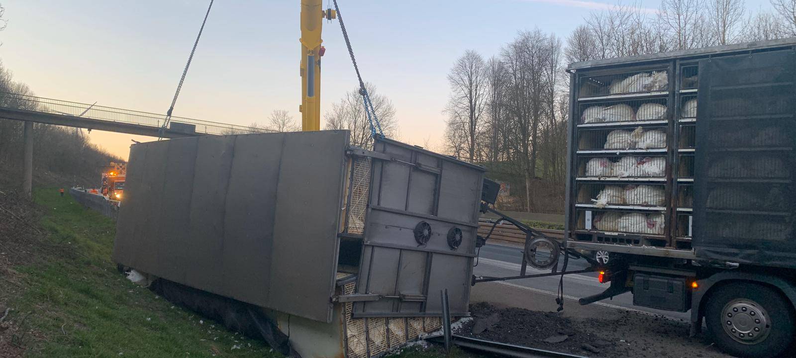 Hühner laufen über die Autobahn