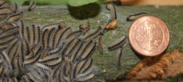 Straßen NRW bekämpft Eichenprozessionsspinner