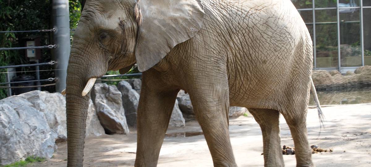 Elefantenbaby im Zoo Wuppertal geboren: Hier geht's zu den Livekameras