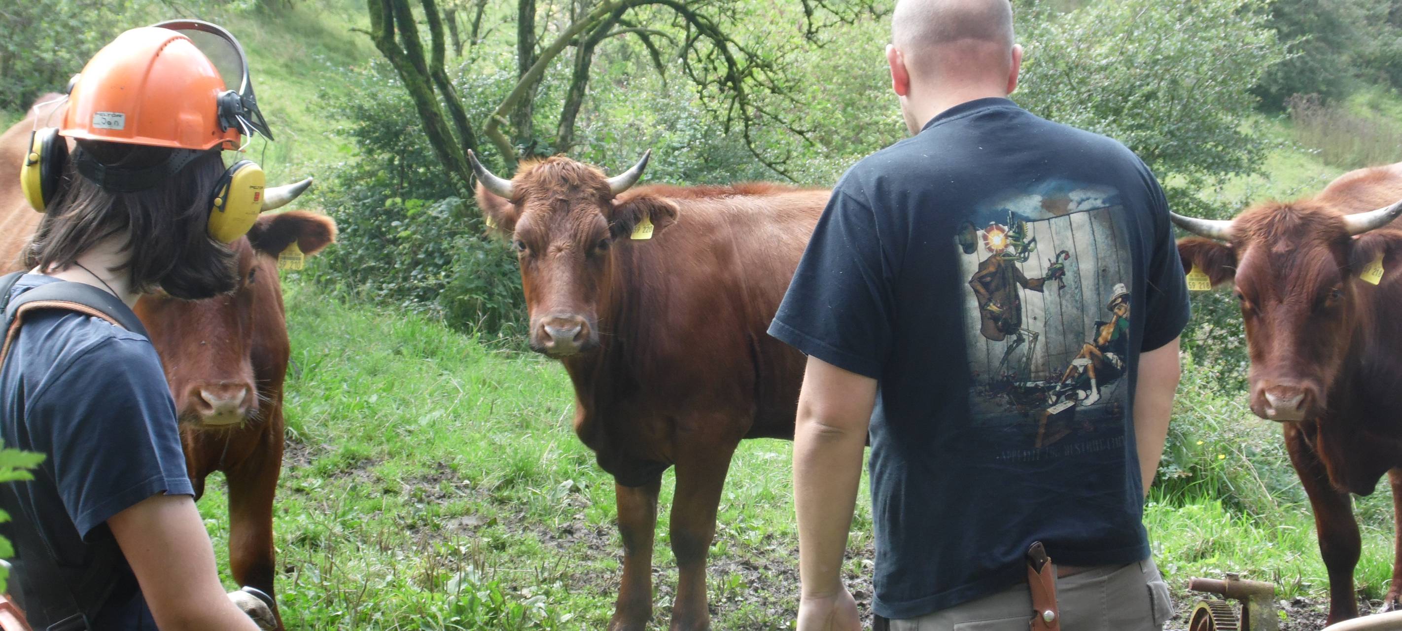 Naturschutz-Bufdis gesucht