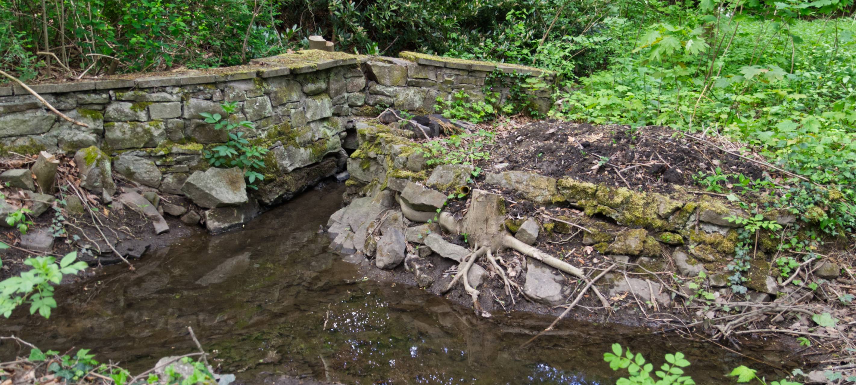 Pandemie bei Amphibien