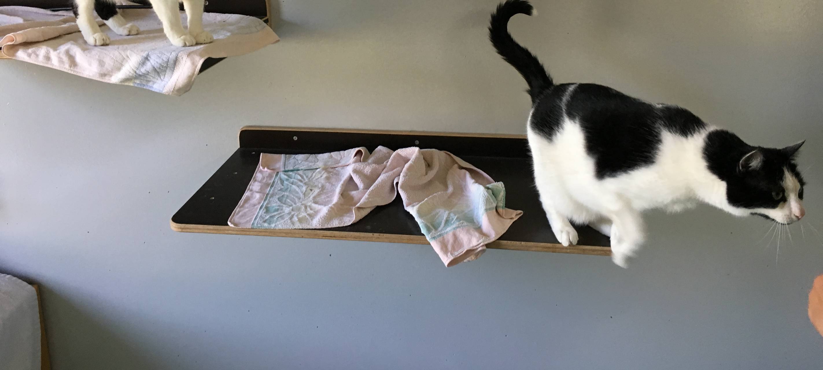 Spenden fürs Tierheim