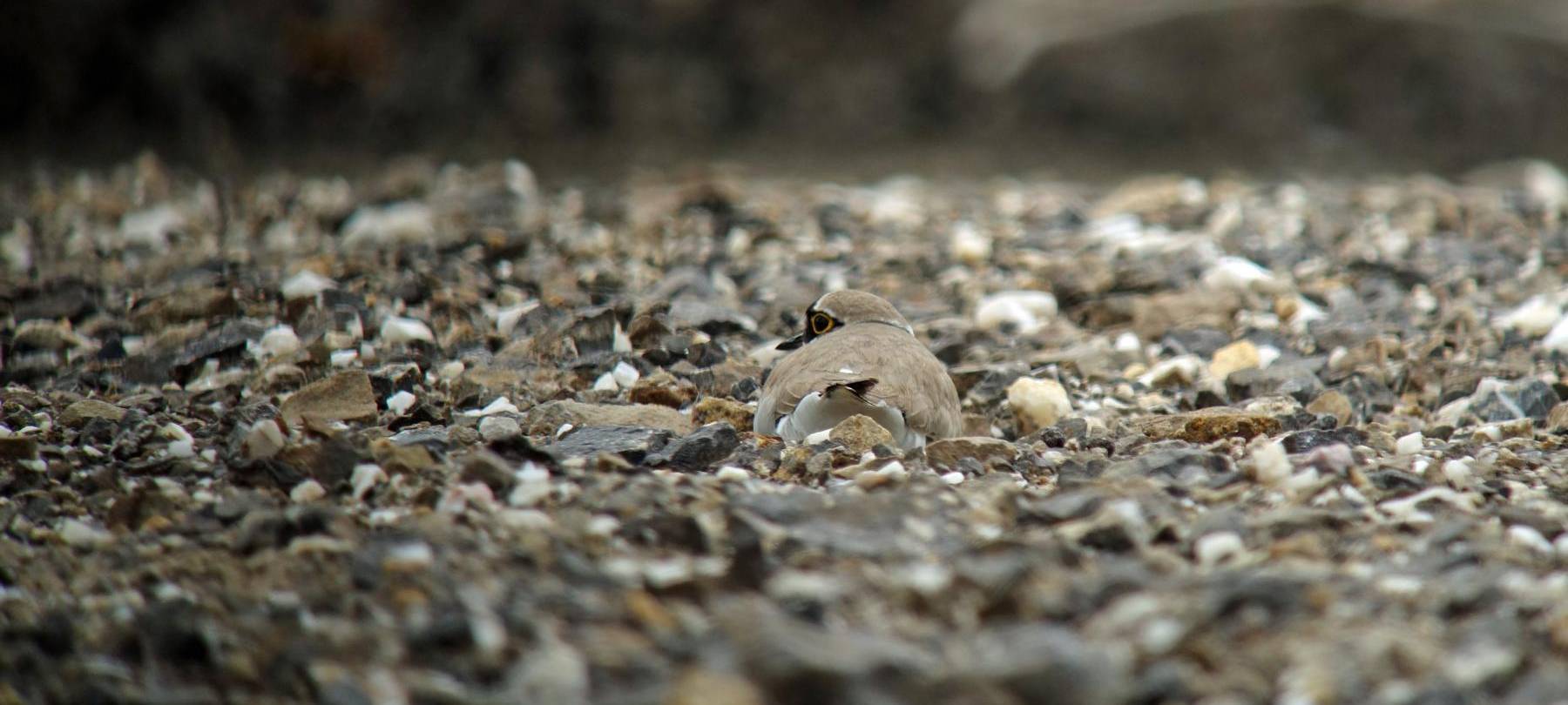 Seltener Vogel brütet