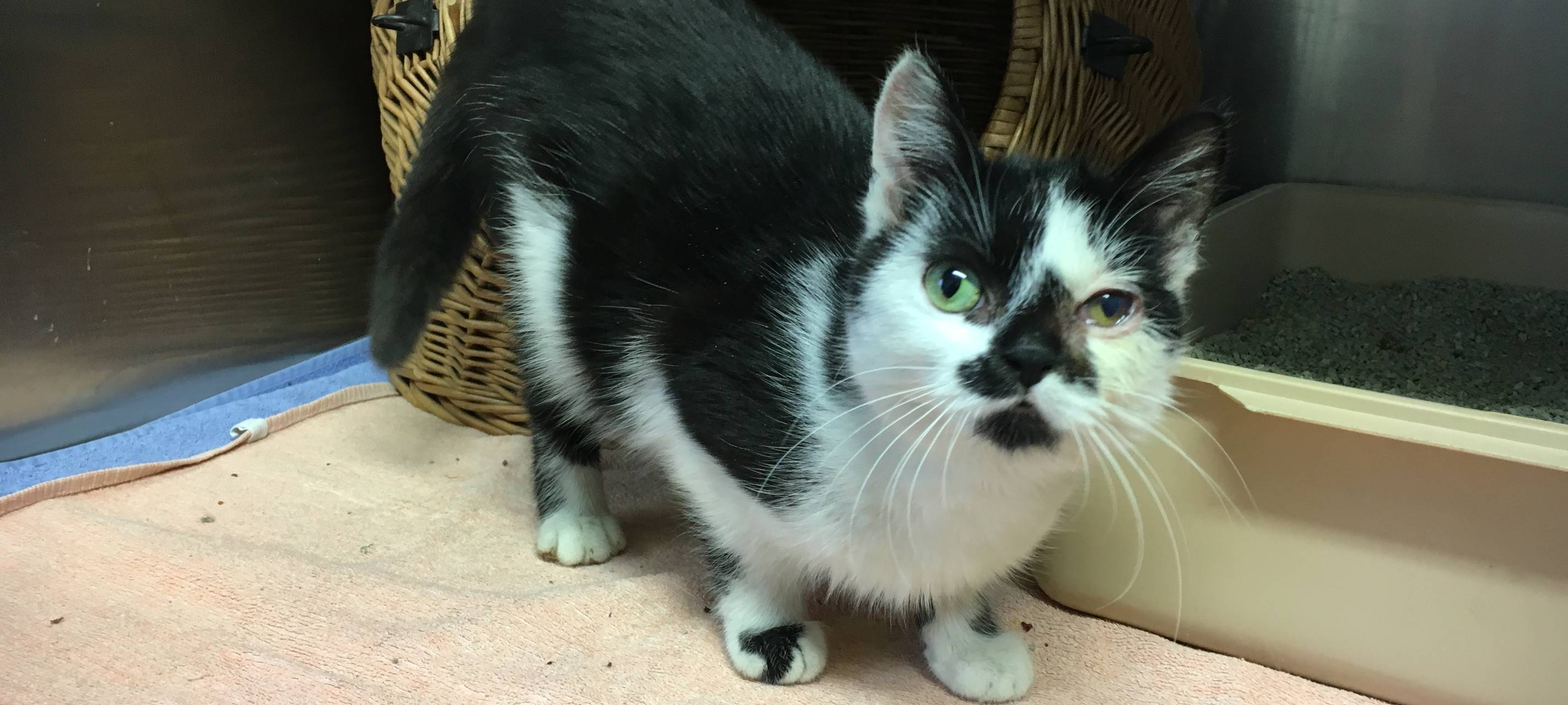 Einblicke ins Tierheim