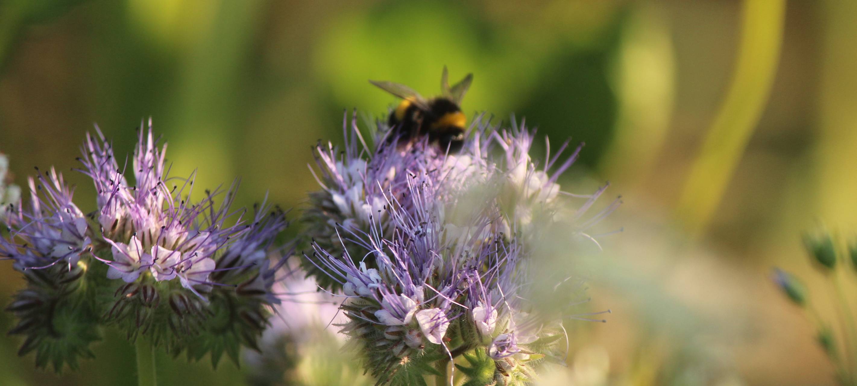 Blühstreifen an den Feldern