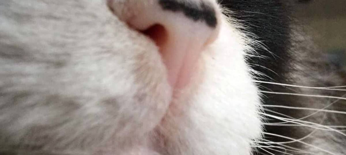 Katzen werden weiter kastriert