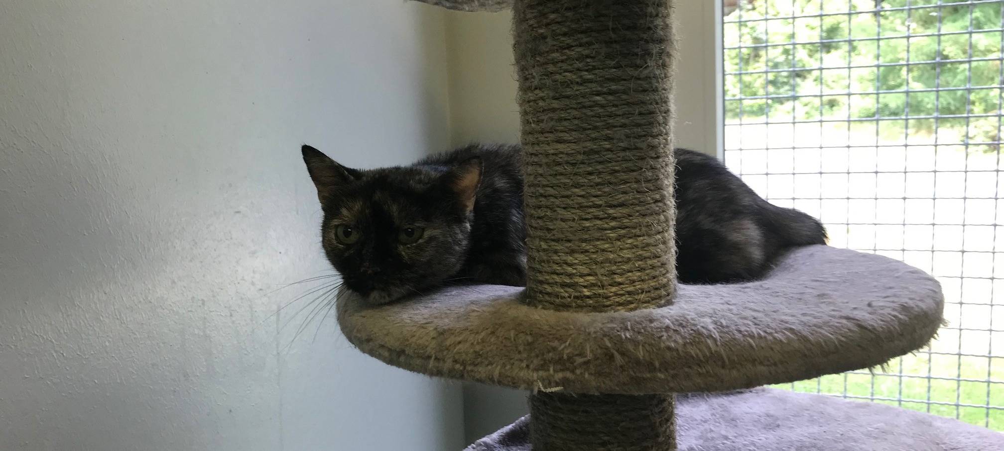 Katze Suse sucht ein neues Zuhause