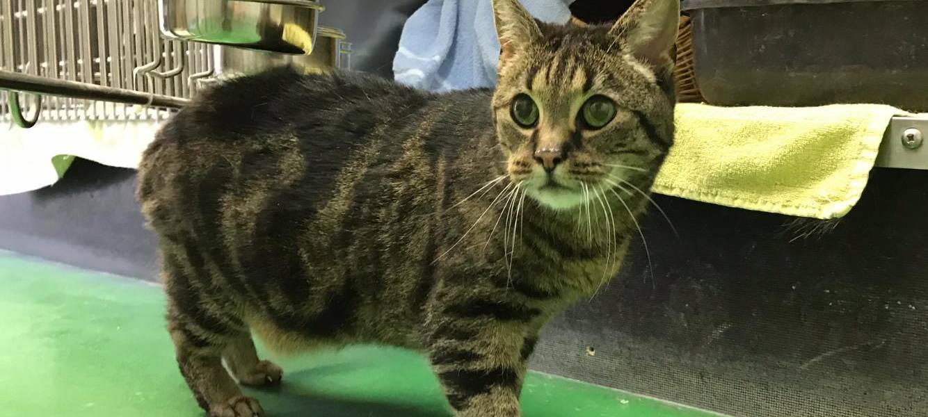 Unterstützung für Tierheime