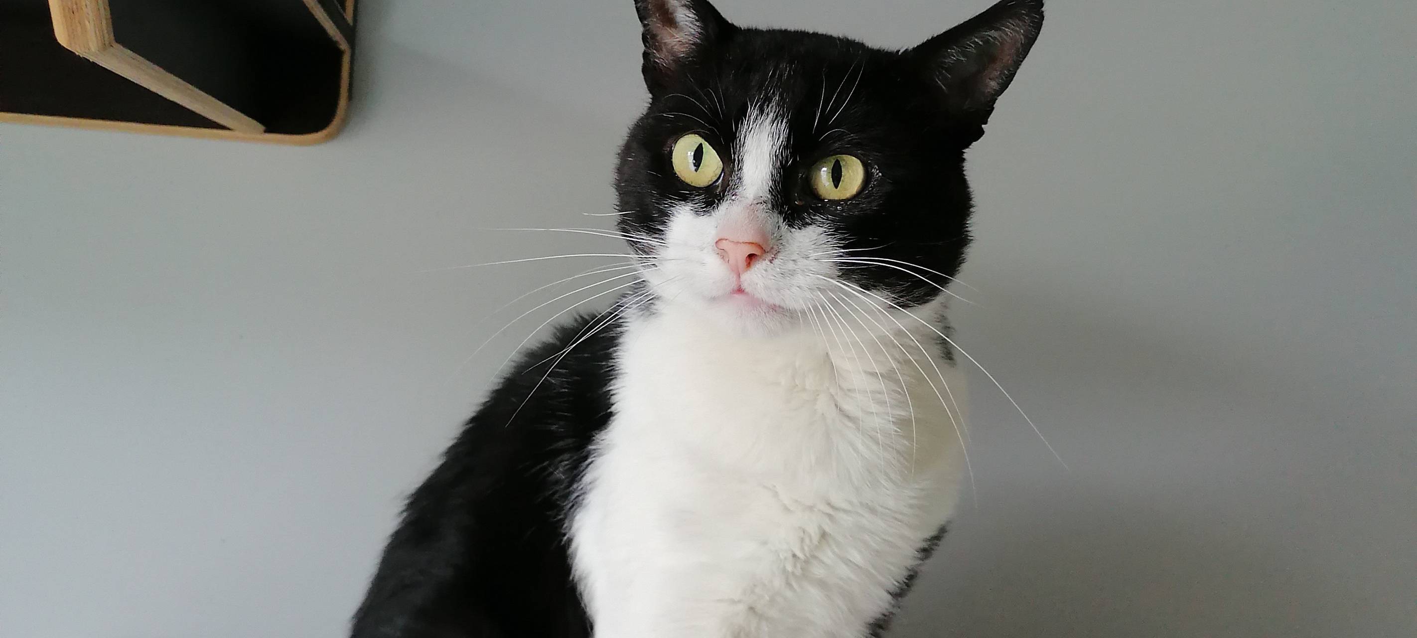 Kater Max braucht Freigang