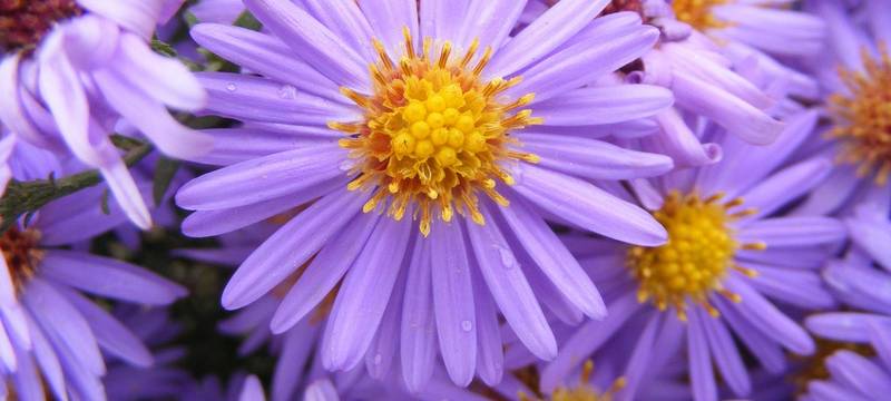 Goldmedaille für den Garten