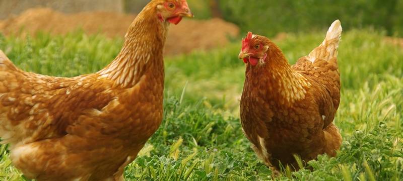 Vogelgrippe breitet sich aus