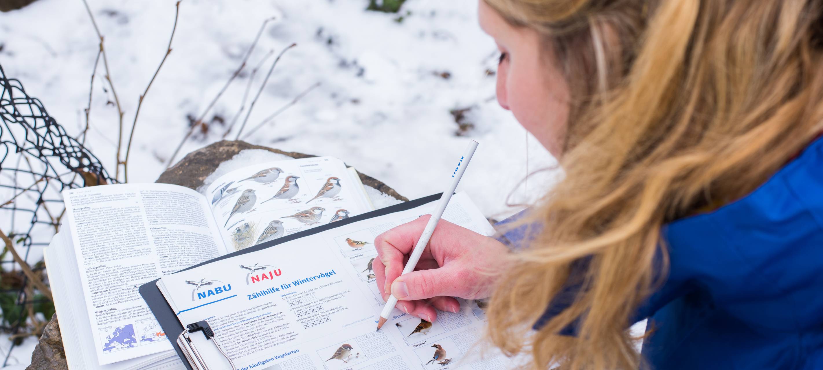 Wintervögel zählen