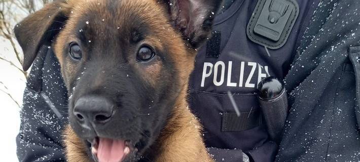 Willkommen in Hagen, Akela!