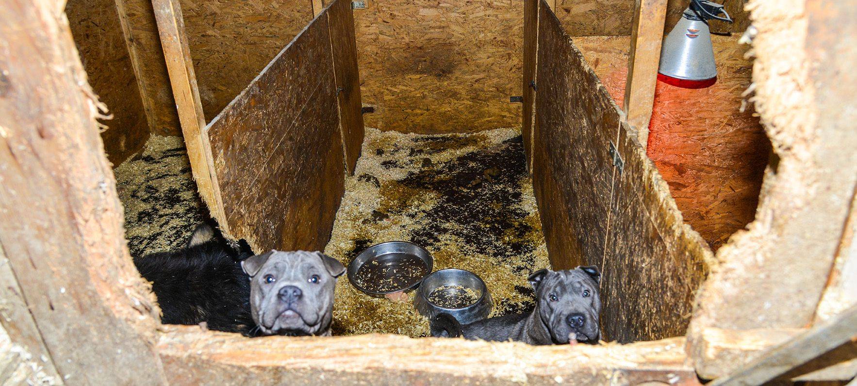 Betrug mit Hundewelpen